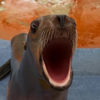 Marcus the Sea Lion